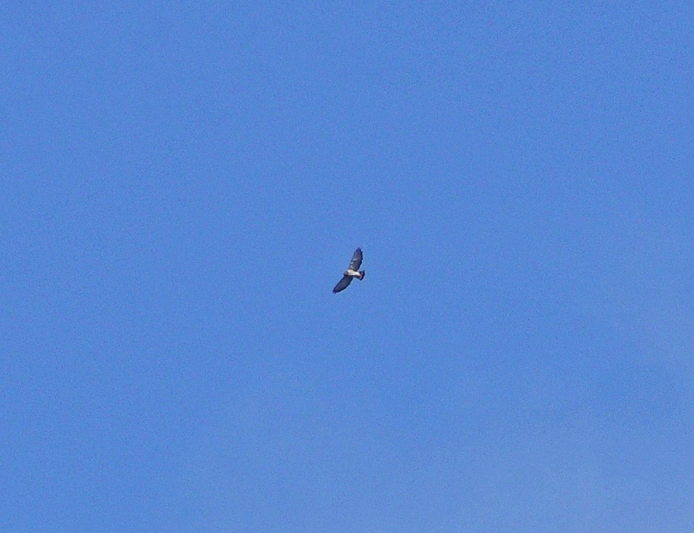 Broad-winged Hawk - ML618129355