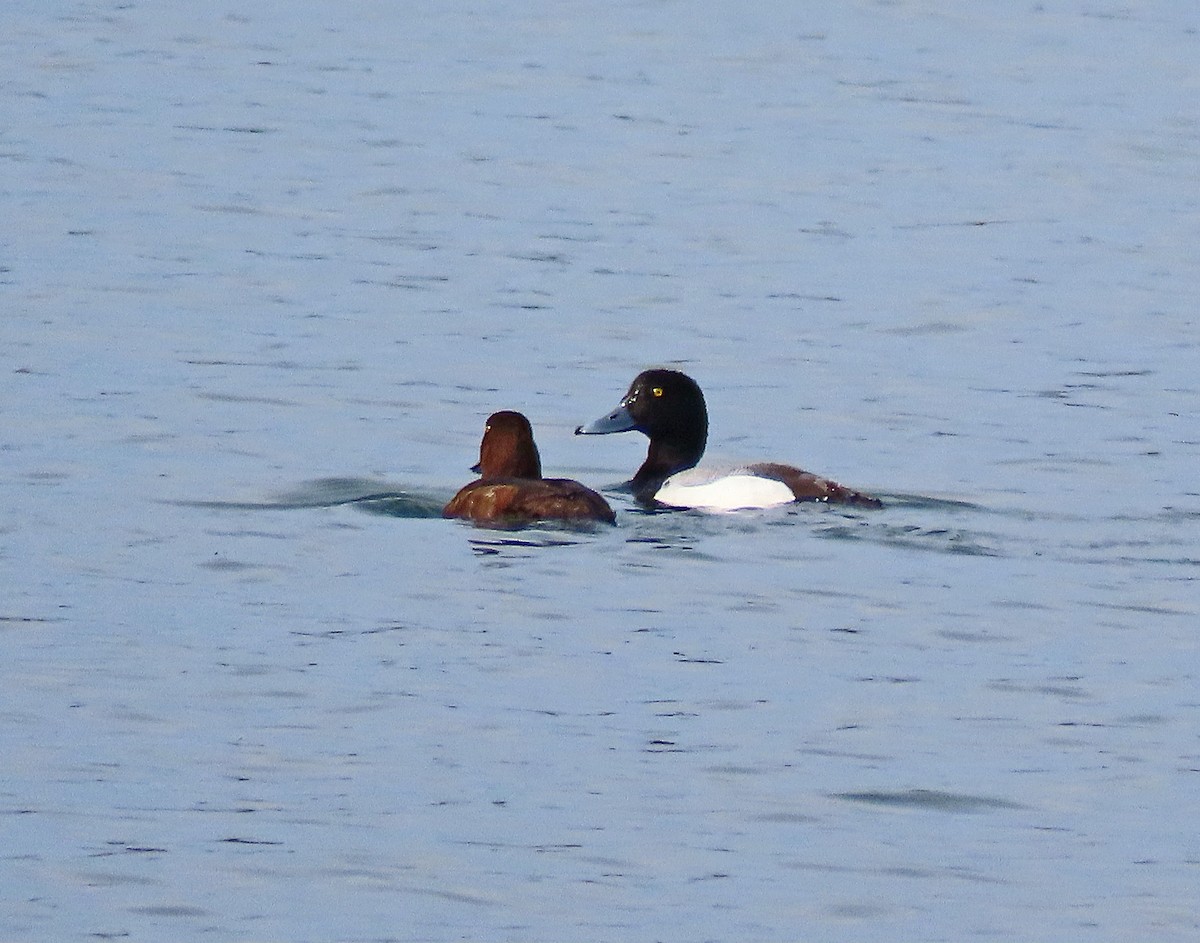 Greater Scaup - ML618129370