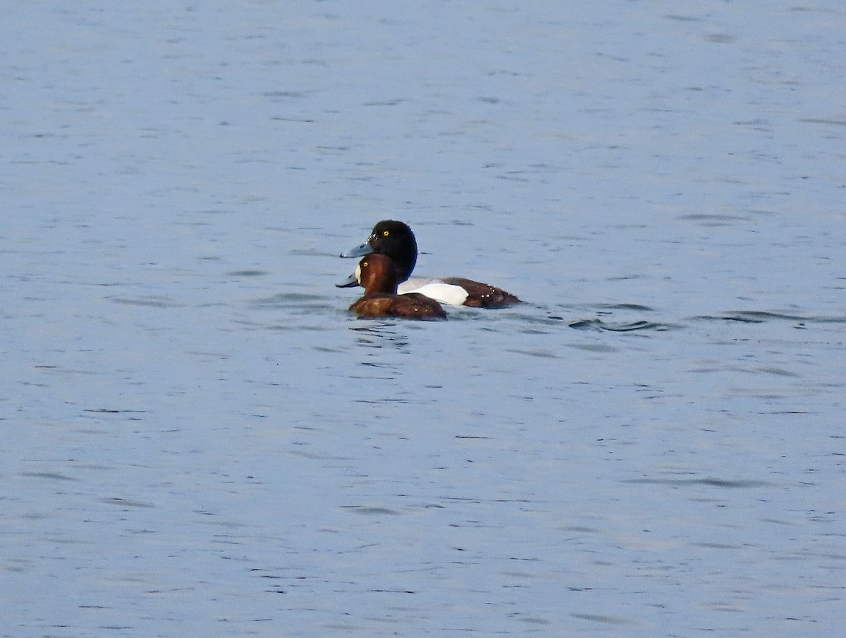 Greater Scaup - ML618129371