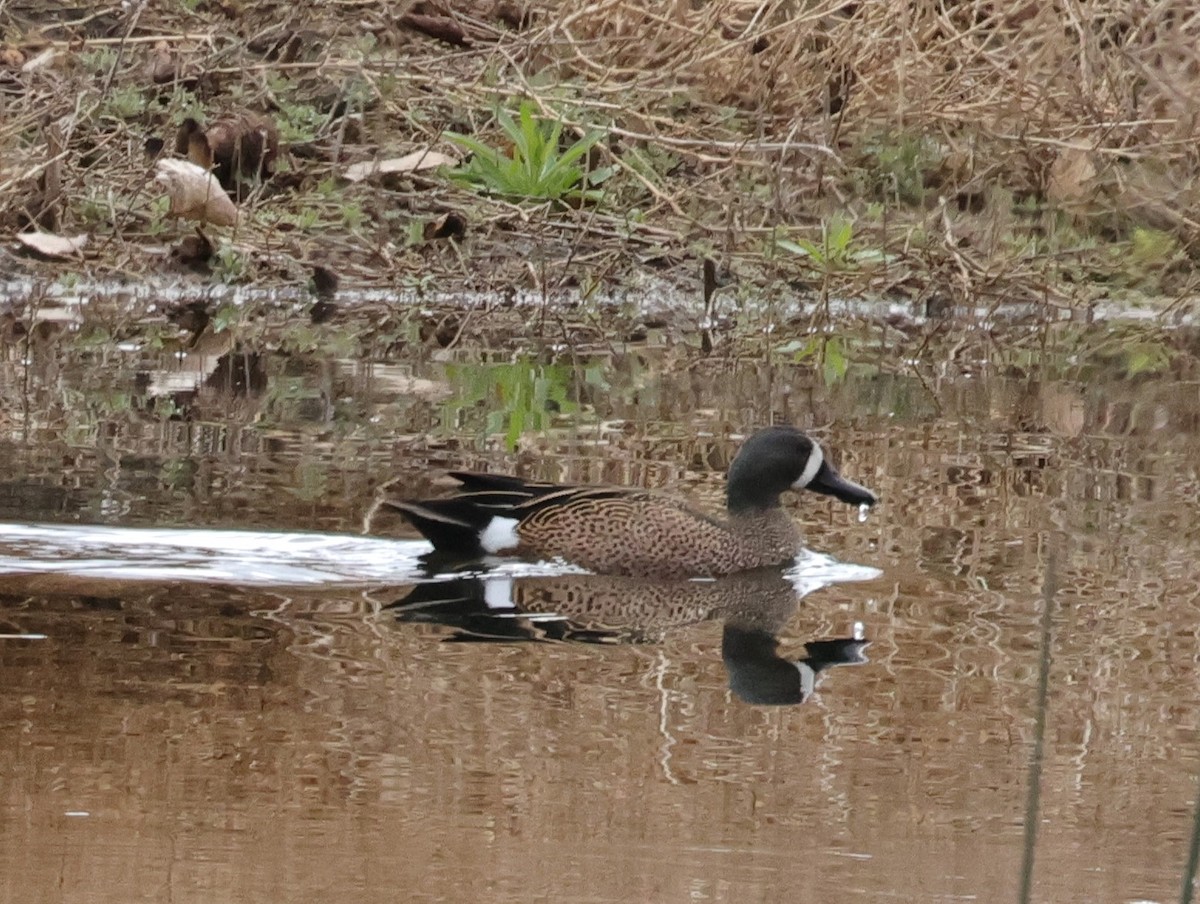 Blue-winged Teal - ML618129401