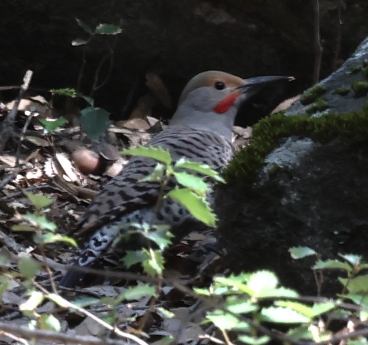 Northern Flicker (Red-shafted) - Jim Ross