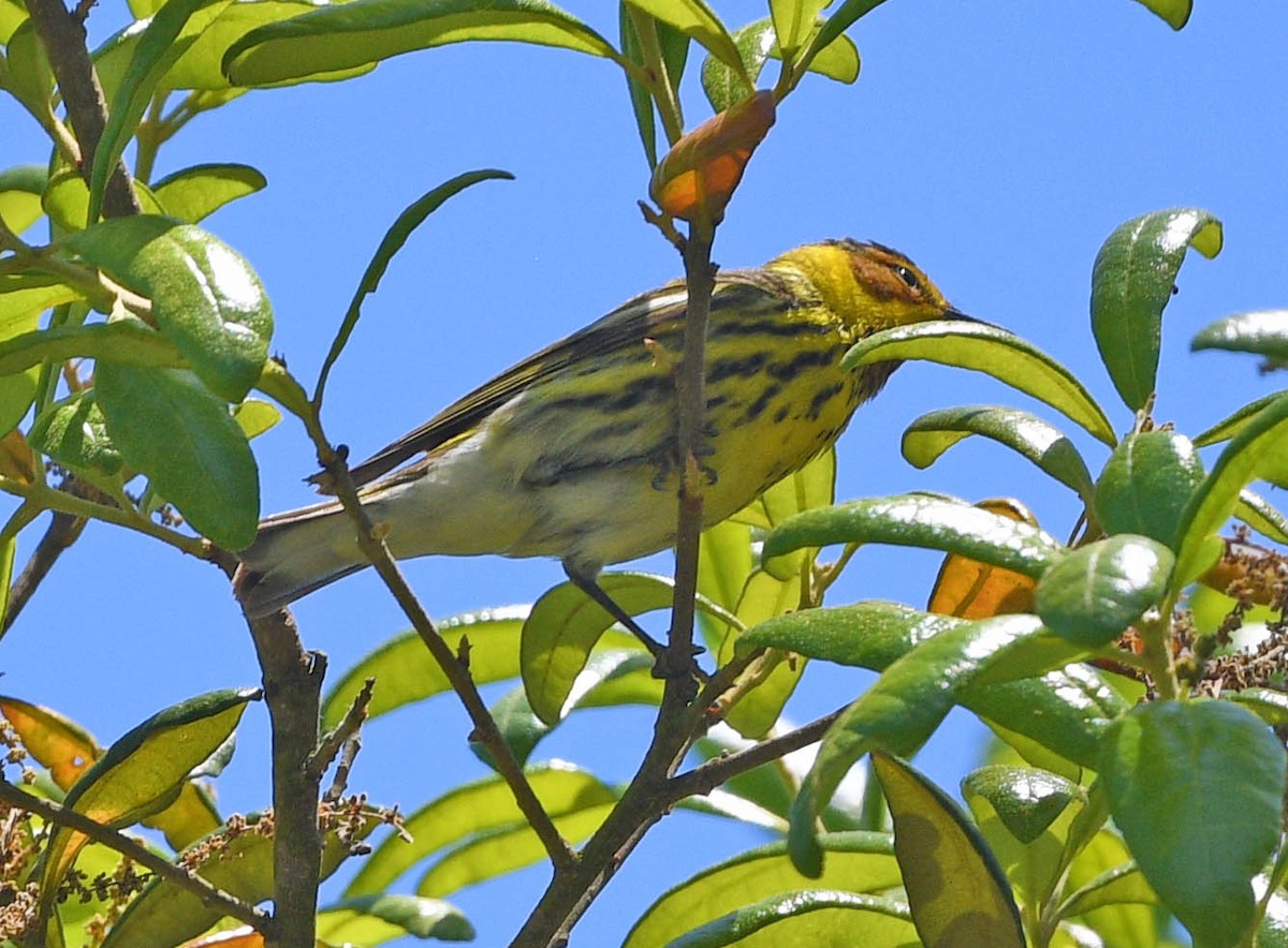 Cape May Warbler - ML618129420