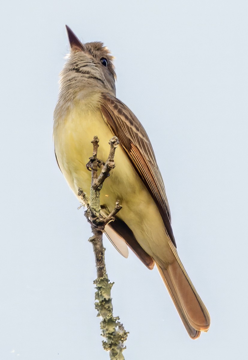 Great Crested Flycatcher - ML618129462