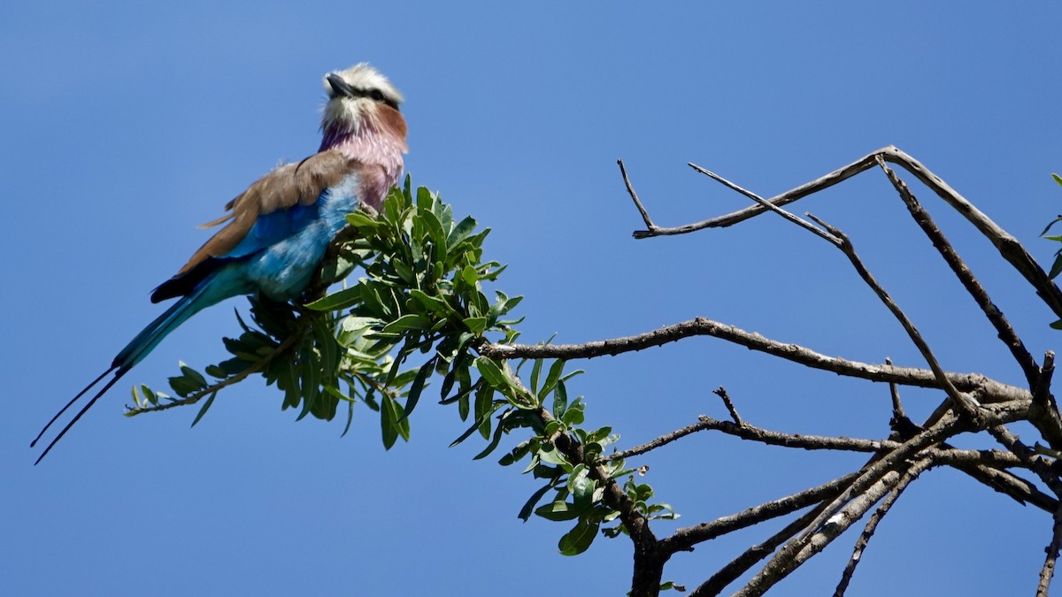 Lilac-breasted Roller - ML618129533