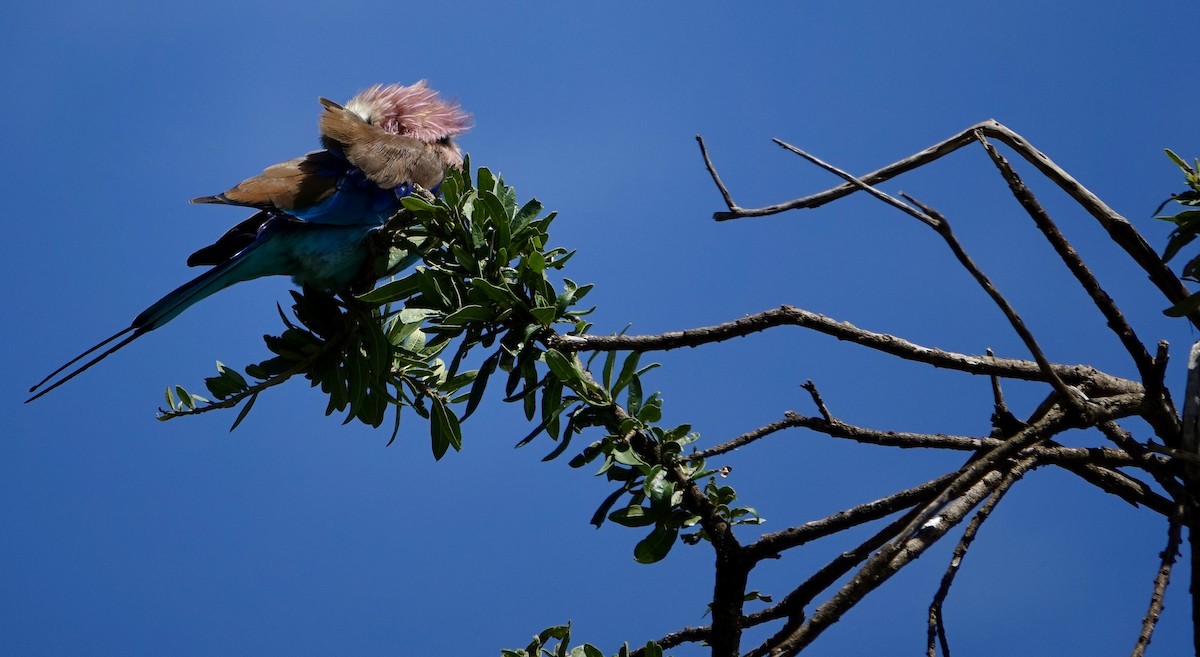 Lilac-breasted Roller - ML618129549