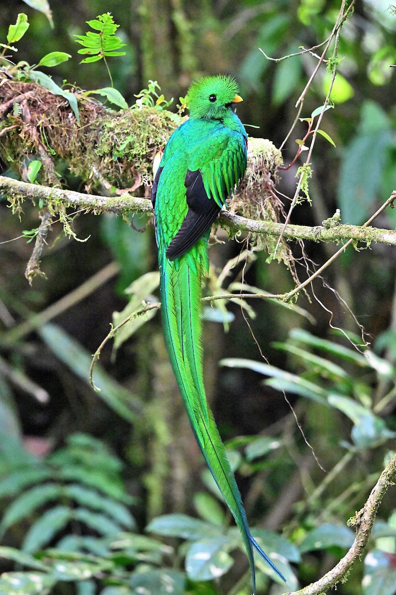 Quetzal Guatemalteco - ML618129580