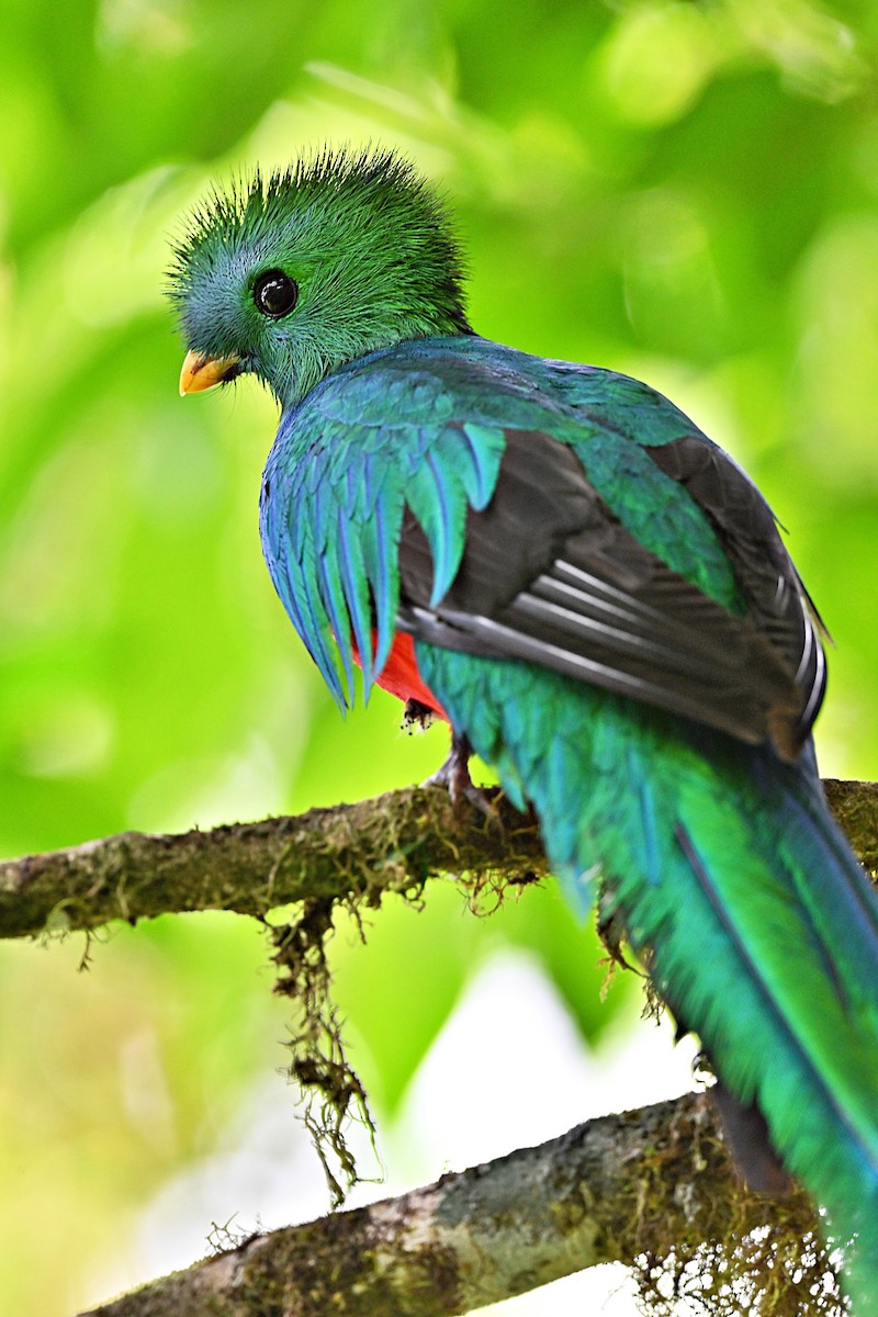 Quetzal resplendissant - ML618129581