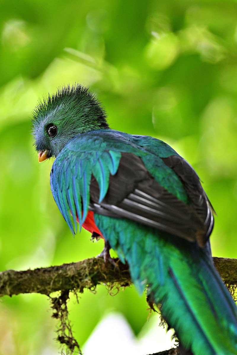 Quetzal resplendissant - ML618129582