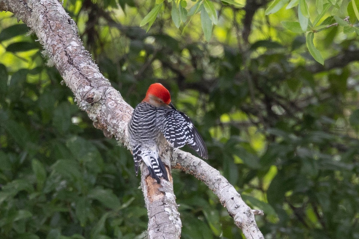 Red-bellied Woodpecker - Linda McNulty