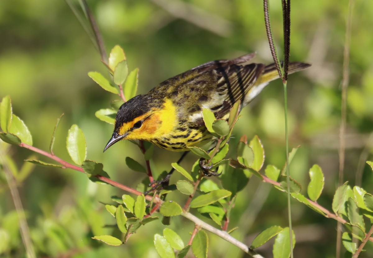 Cape May Warbler - Juli deGrummond