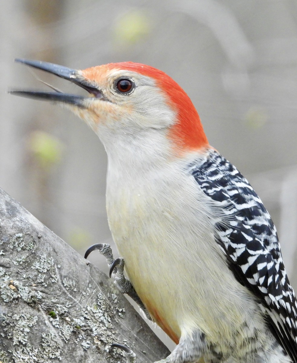 Red-bellied Woodpecker - ML618129635