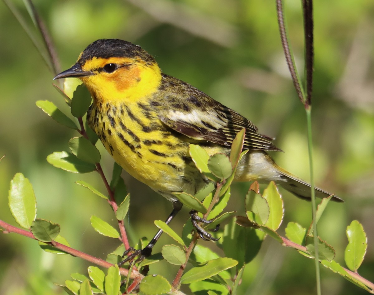 Cape May Warbler - ML618129673