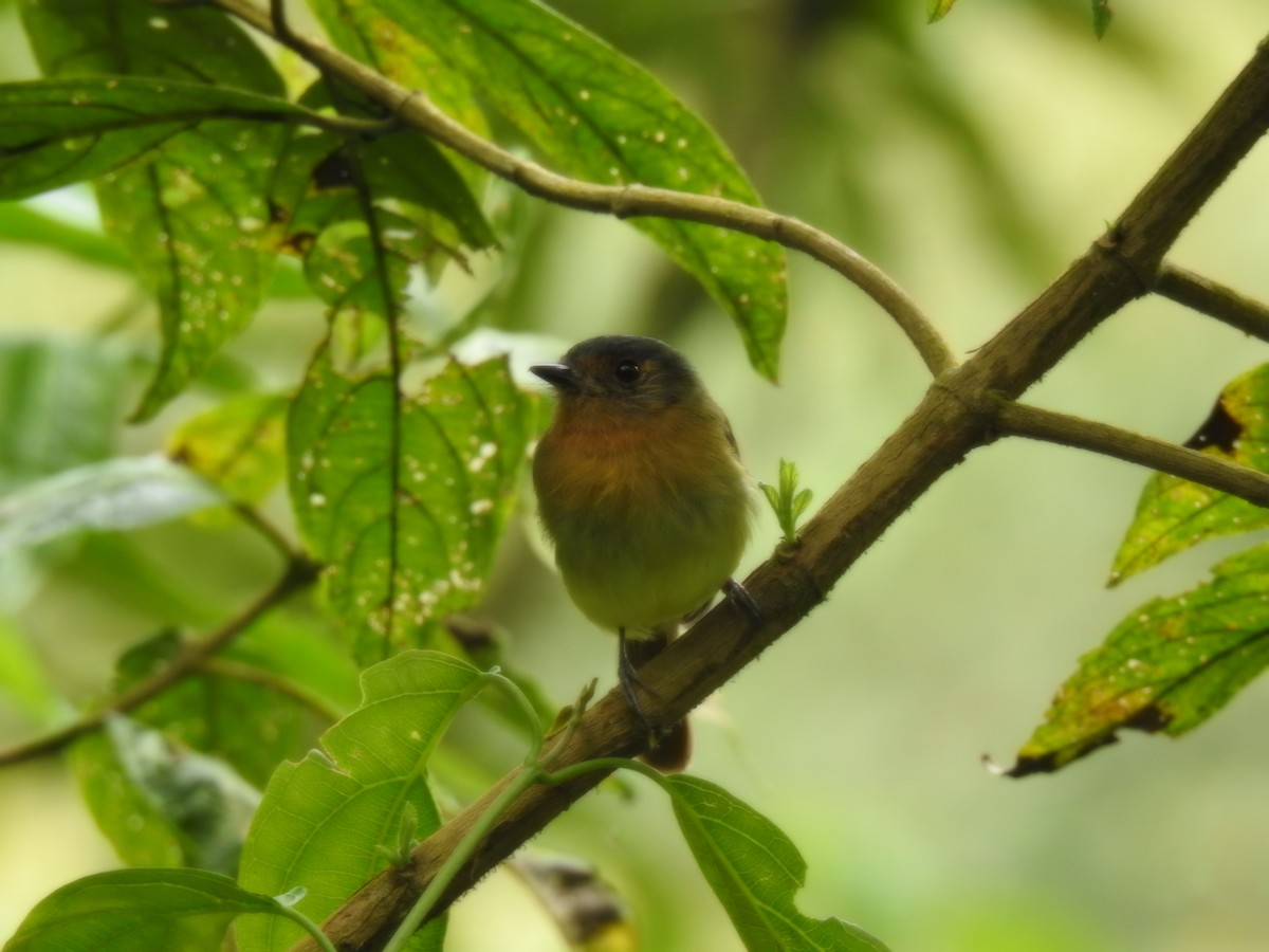 Rufous-breasted Flycatcher - ML618129720