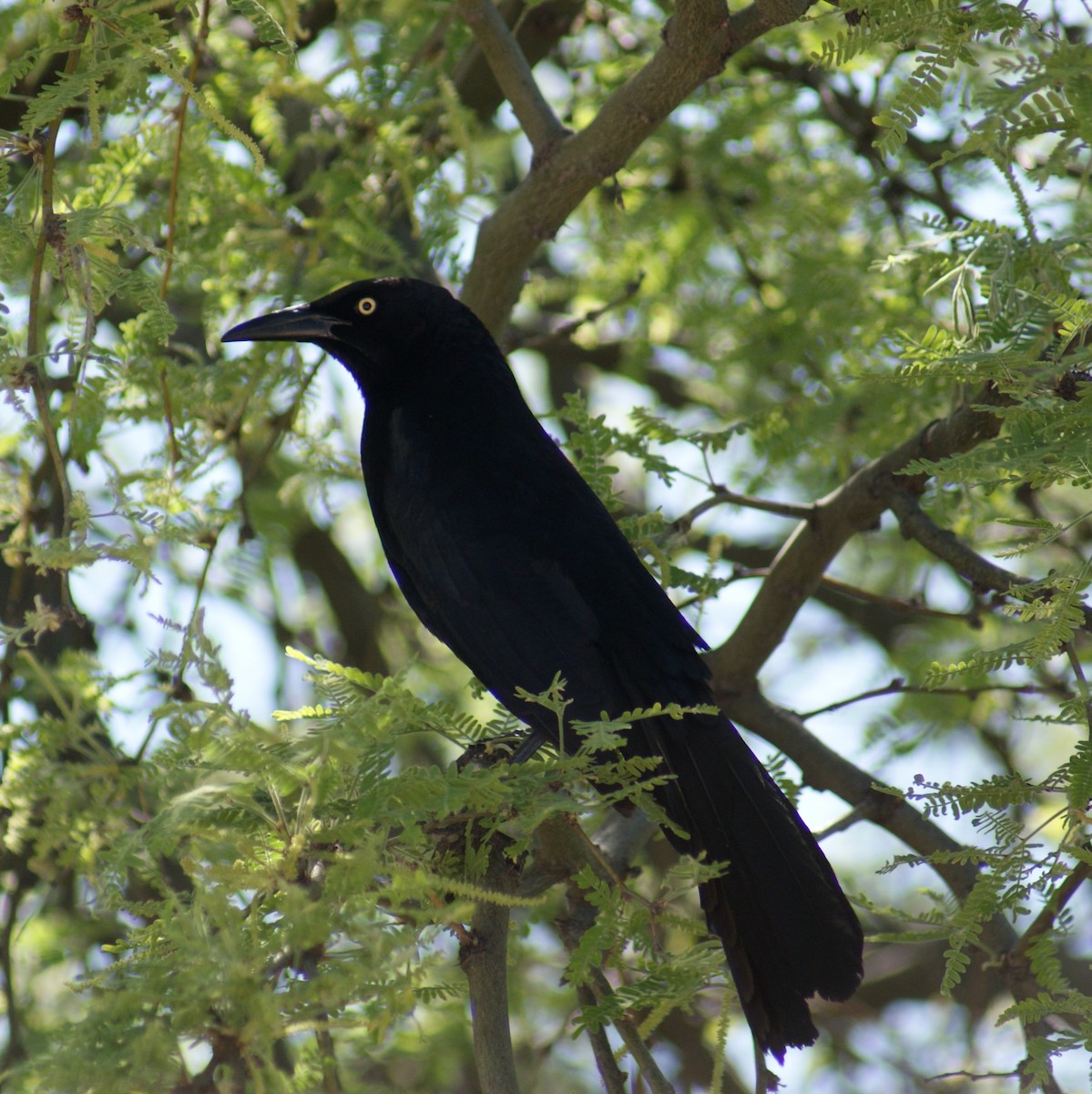 Great-tailed Grackle - ML618129764