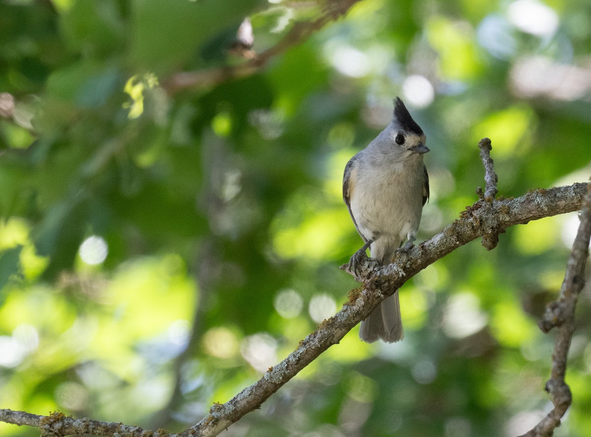Black-crested Titmouse - Angie W