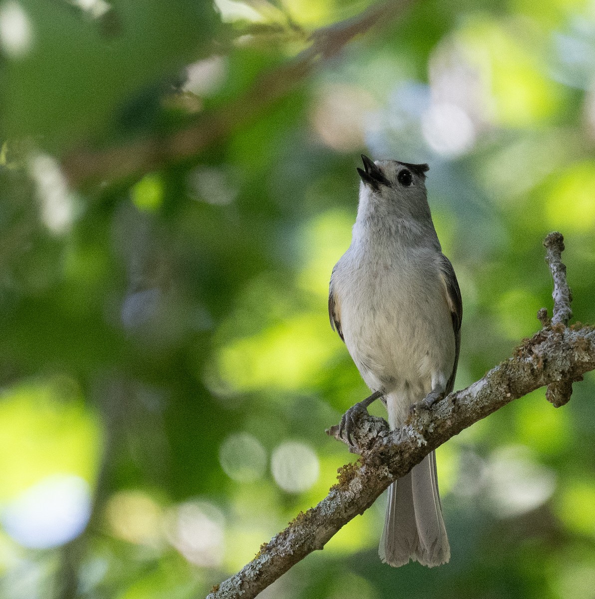 Black-crested Titmouse - Angie W