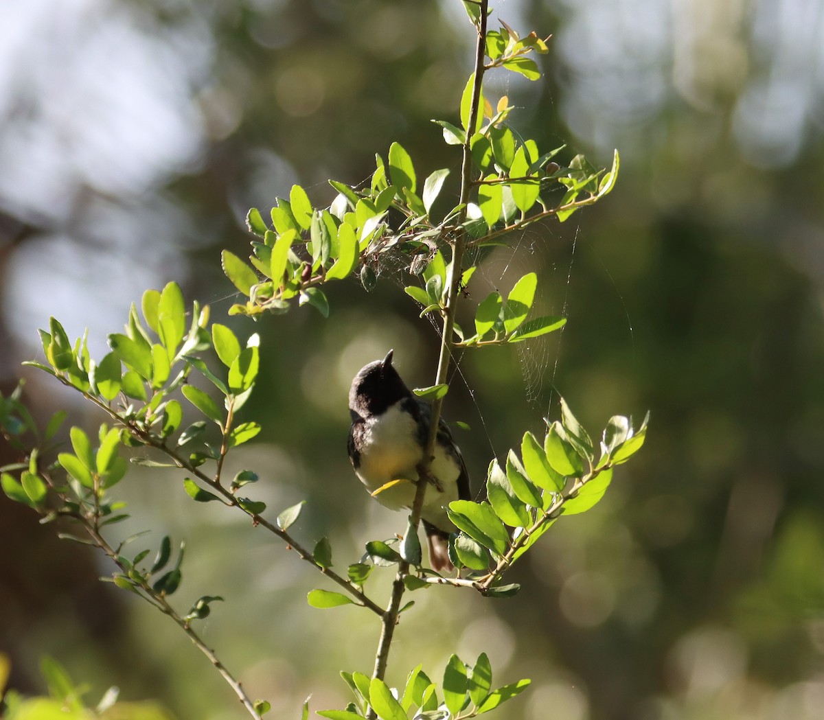 Black-throated Blue Warbler - Juli deGrummond