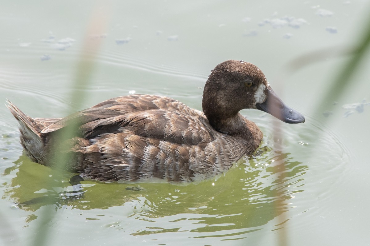 Greater Scaup - ML618129828
