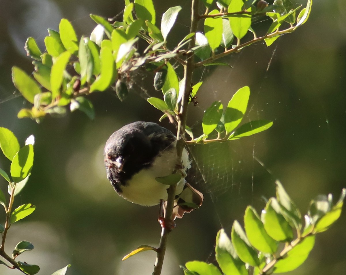 Black-throated Blue Warbler - Juli deGrummond