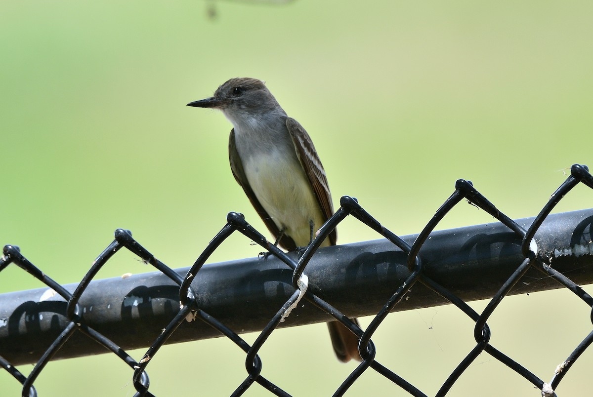 Great Crested Flycatcher - ML618129853