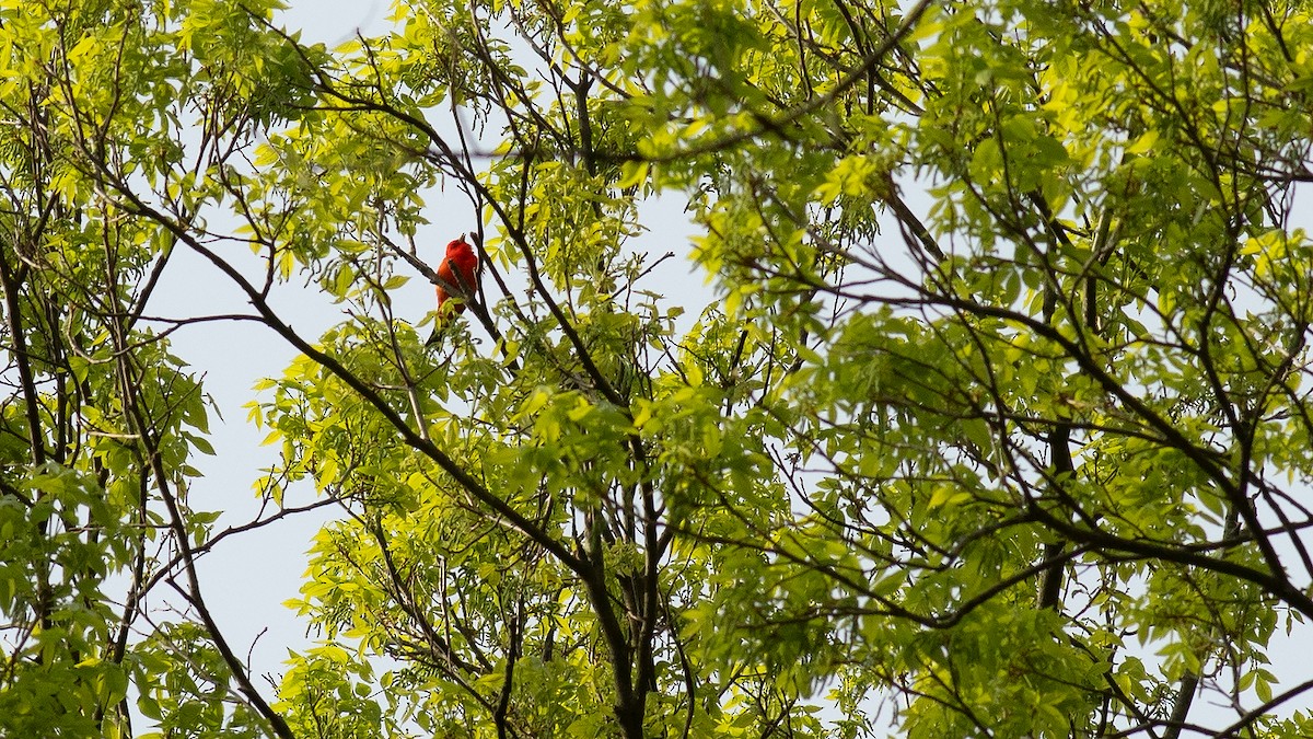 Scarlet Tanager - ML618129876