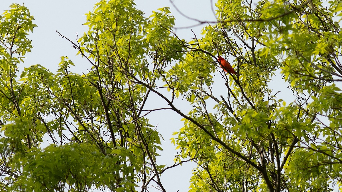 Scarlet Tanager - ML618129877