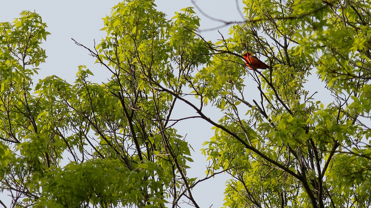 Scarlet Tanager - ML618129878