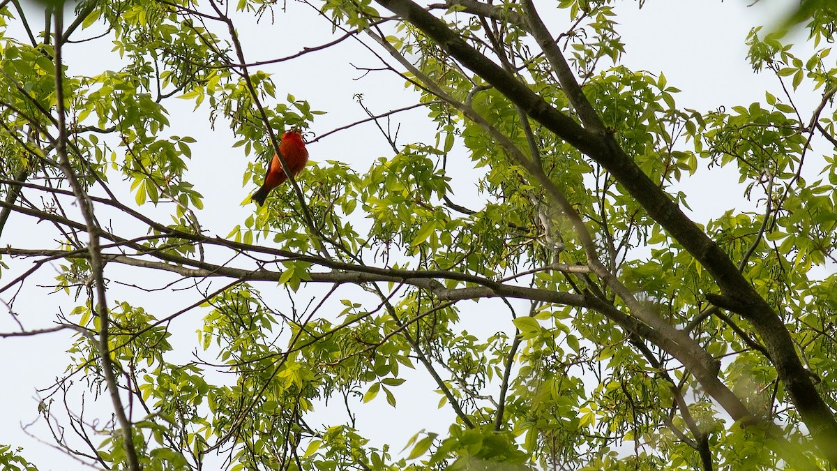 Scarlet Tanager - ML618129879