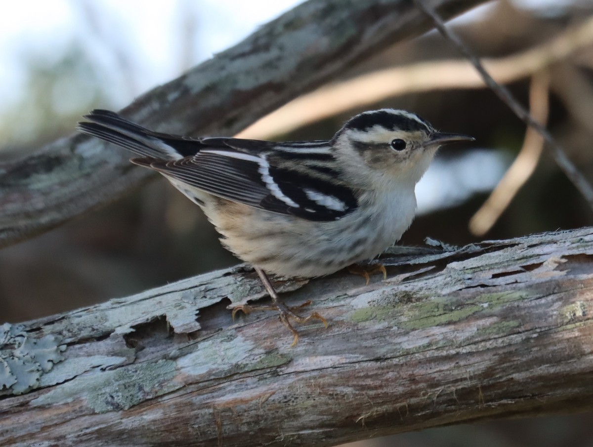 Black-and-white Warbler - ML618129899