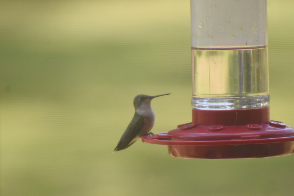 Ruby-throated Hummingbird - Claire H