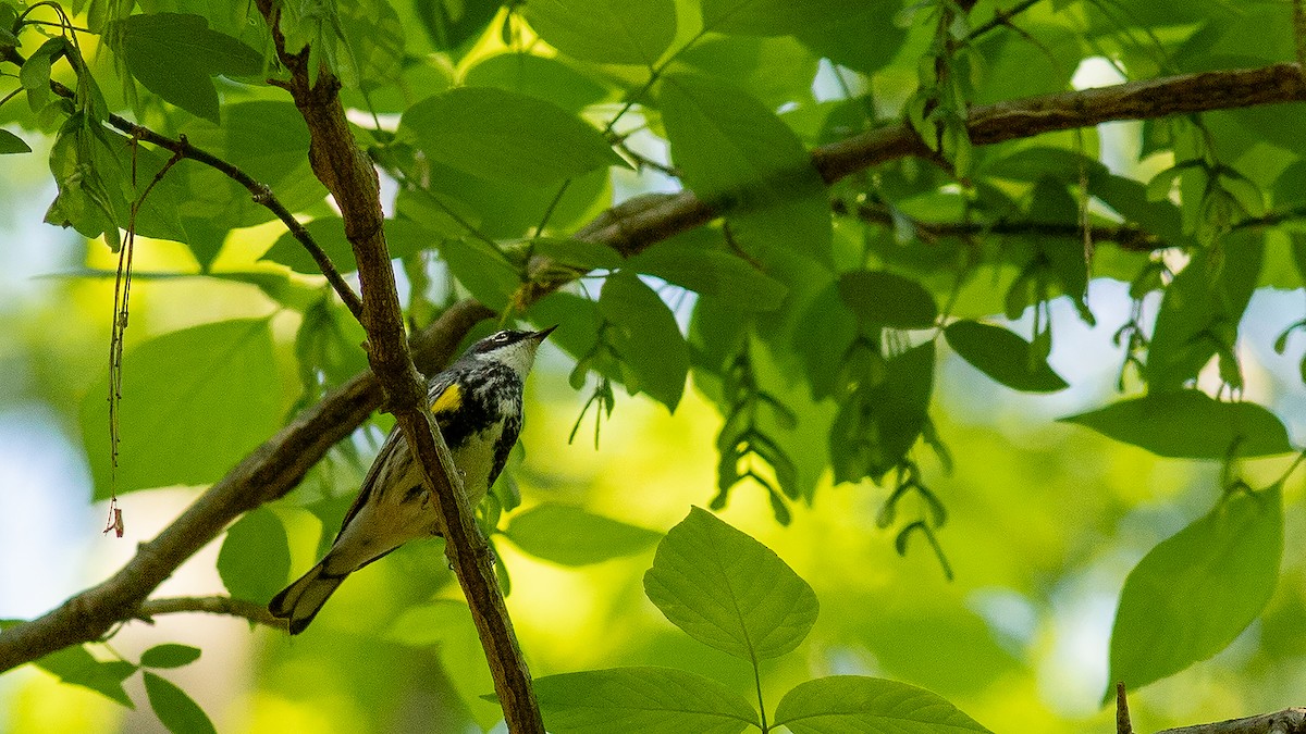 Yellow-rumped Warbler - Todd Kiraly