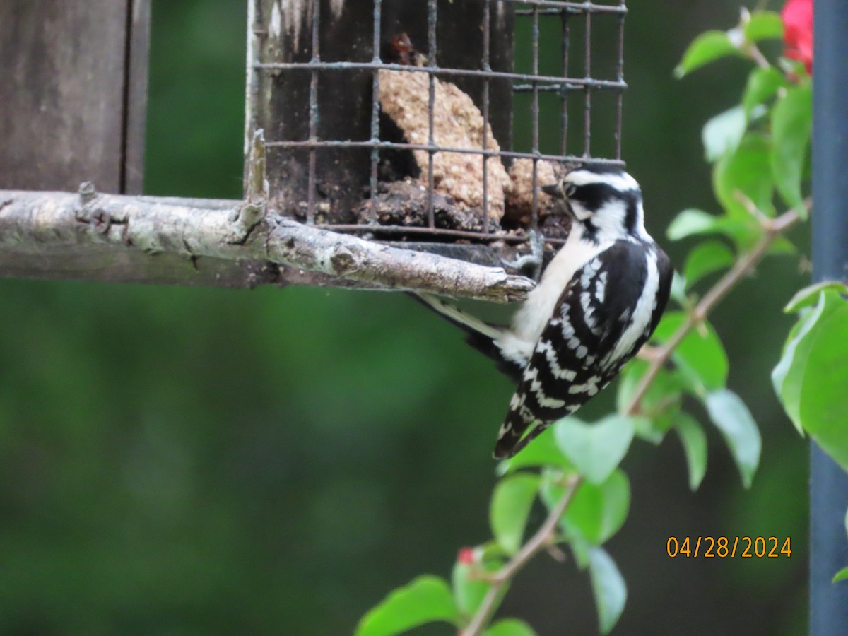 Downy Woodpecker - ML618130008