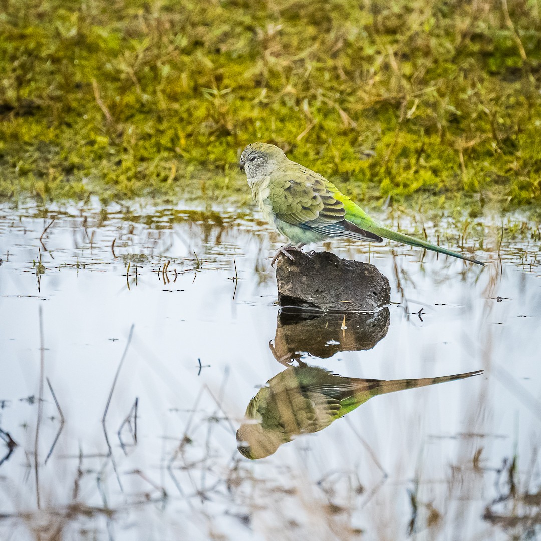 Red-rumped Parrot - ML618130015