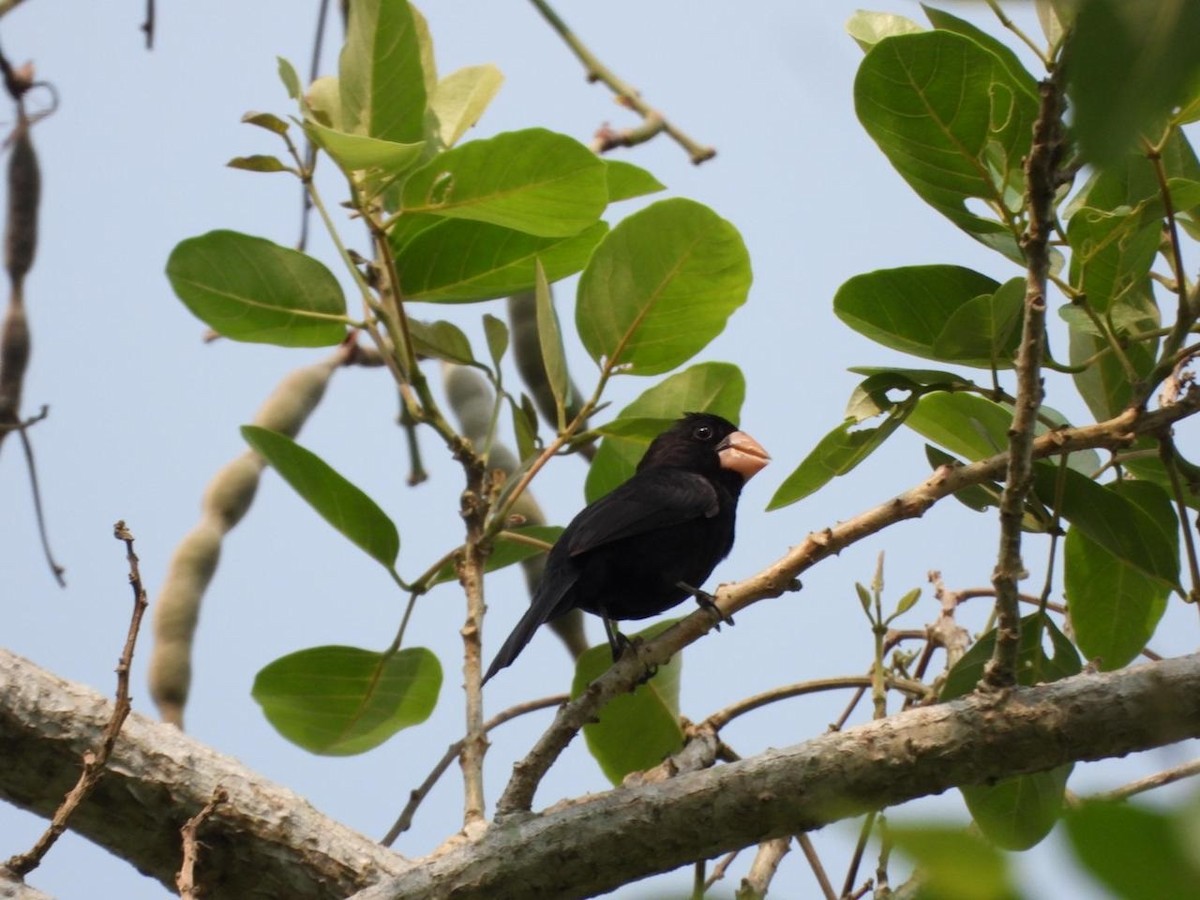 Nicaraguan Seed-Finch - ML618130027