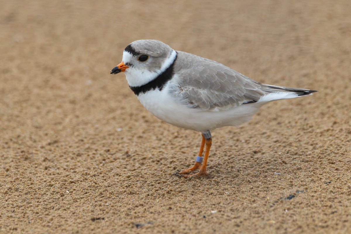 Piping Plover - ML618130060