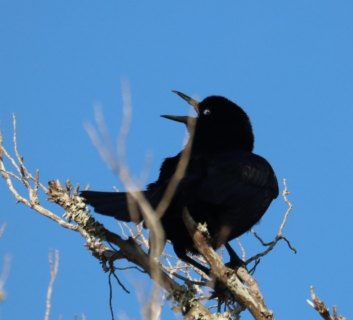 Boat-tailed Grackle - ML618130068