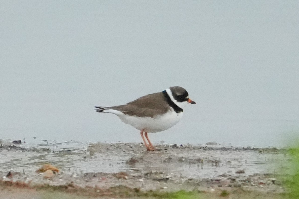 Semipalmated Plover - ML618130071