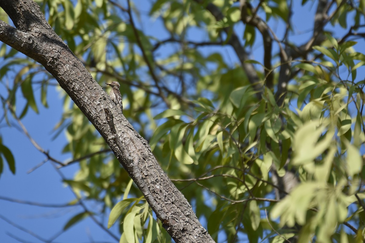 Brown-capped Pygmy Woodpecker - ML618130072