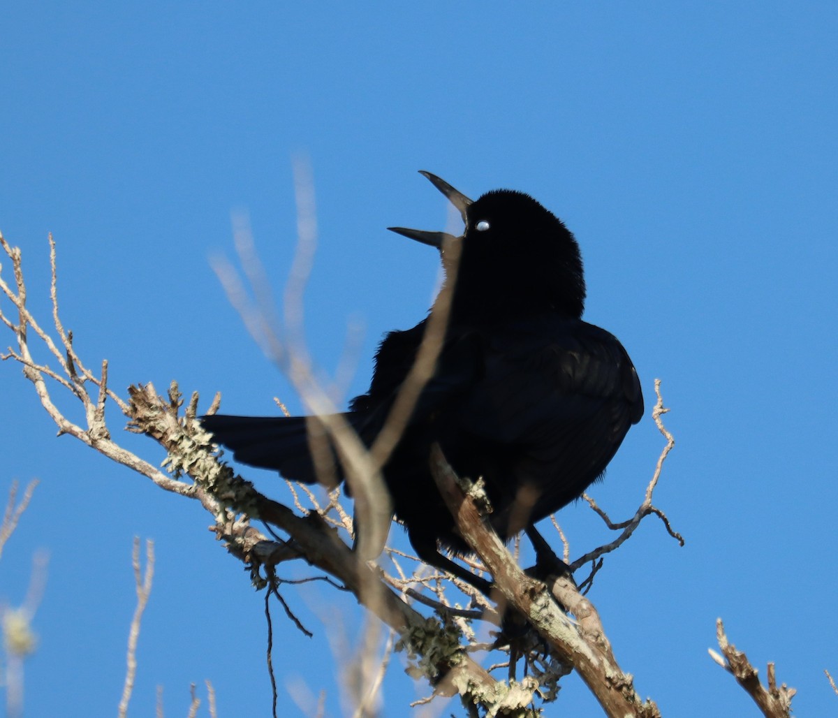 Boat-tailed Grackle - ML618130074
