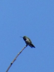 Broad-tailed Hummingbird - ML618130078