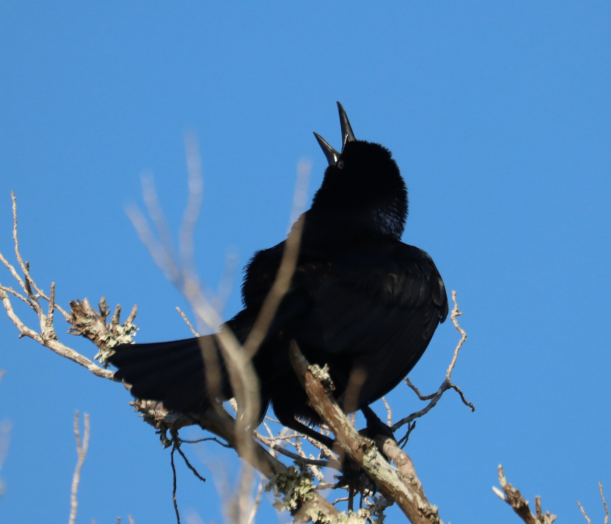 Boat-tailed Grackle - ML618130079