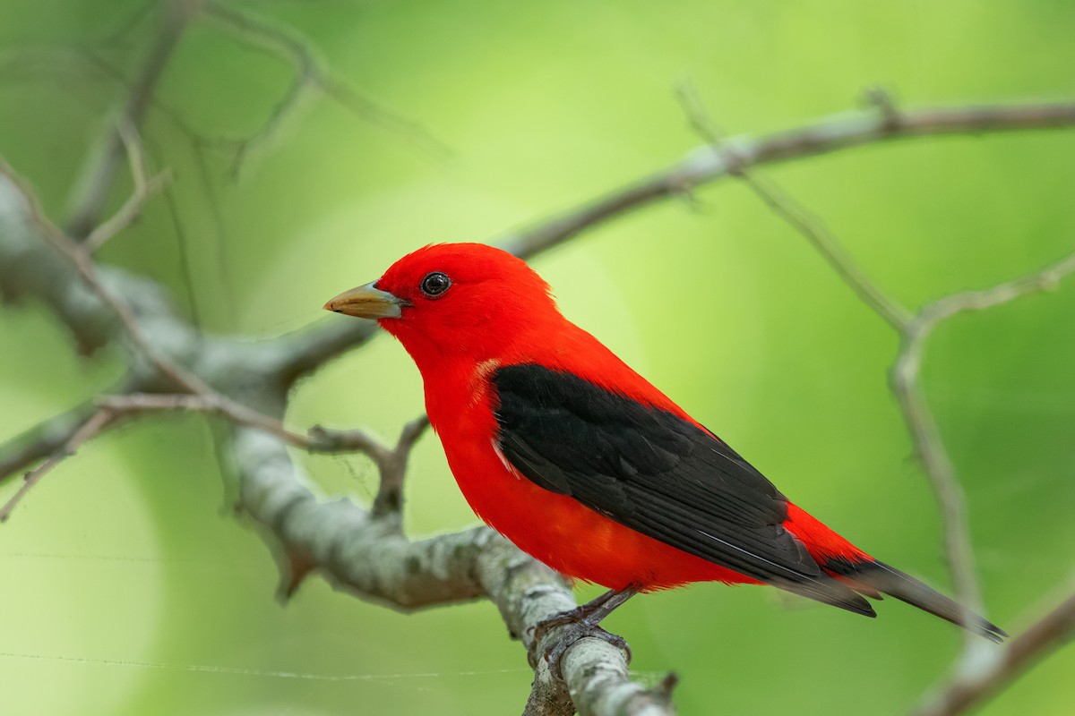 Scarlet Tanager - ML618130080