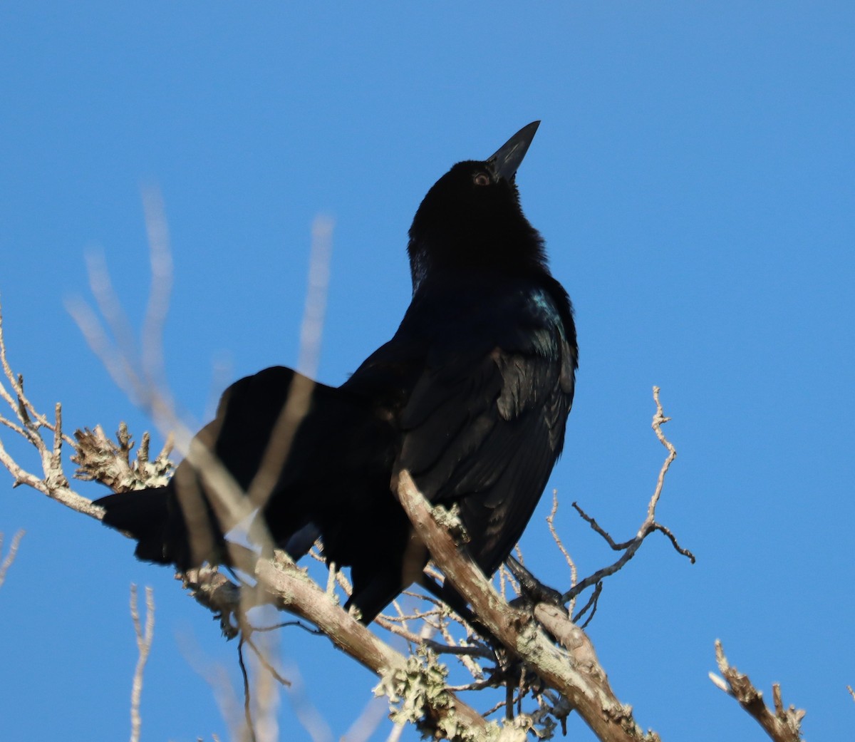 Boat-tailed Grackle - ML618130088