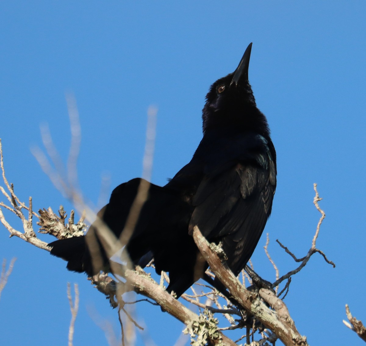 Boat-tailed Grackle - ML618130092