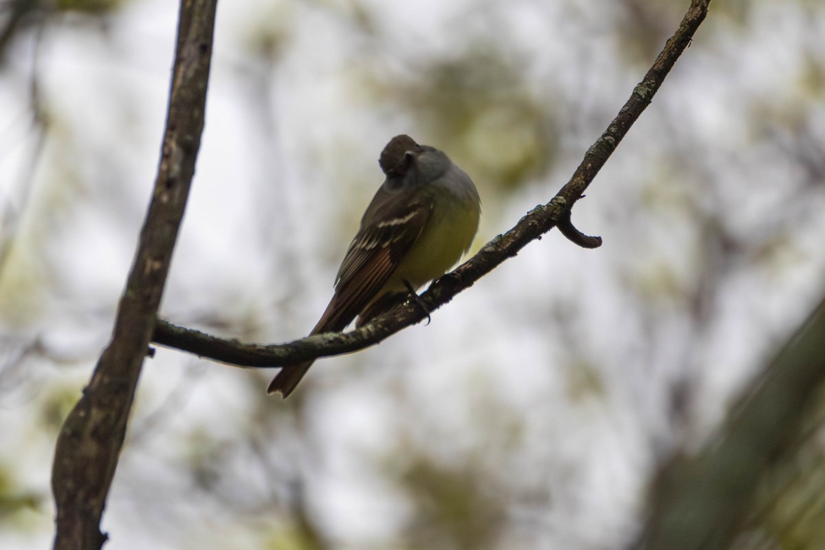 Great Crested Flycatcher - ML618130104