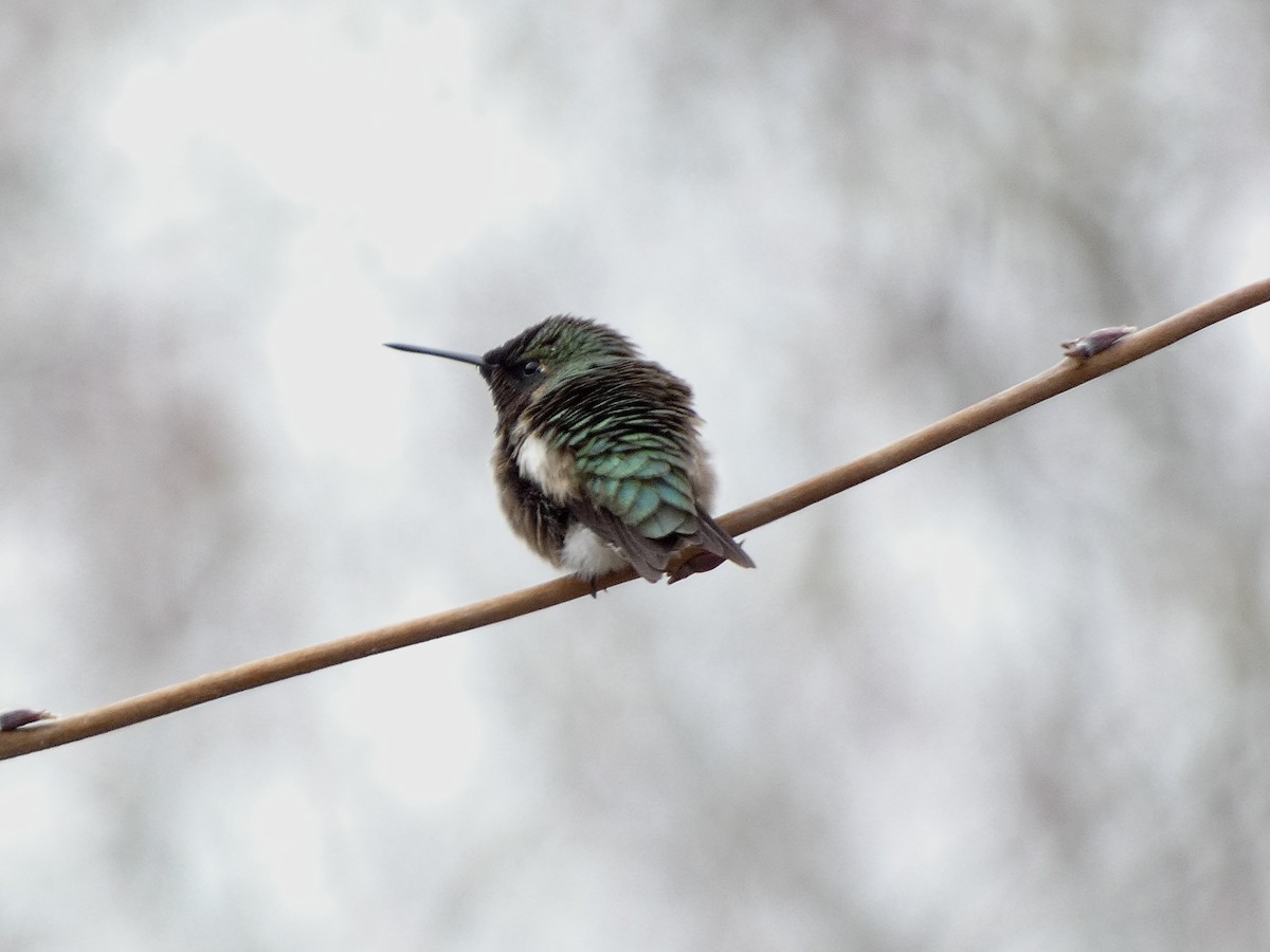 Ruby-throated Hummingbird - Keith Jaret Klein