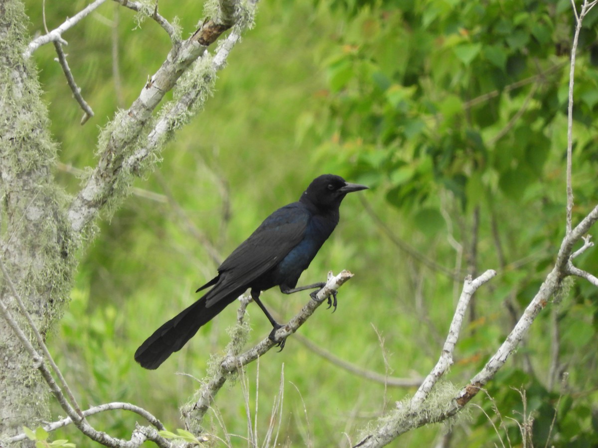 Boat-tailed Grackle - ML618130142