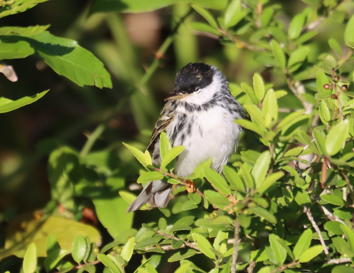 Blackpoll Warbler - Juli deGrummond