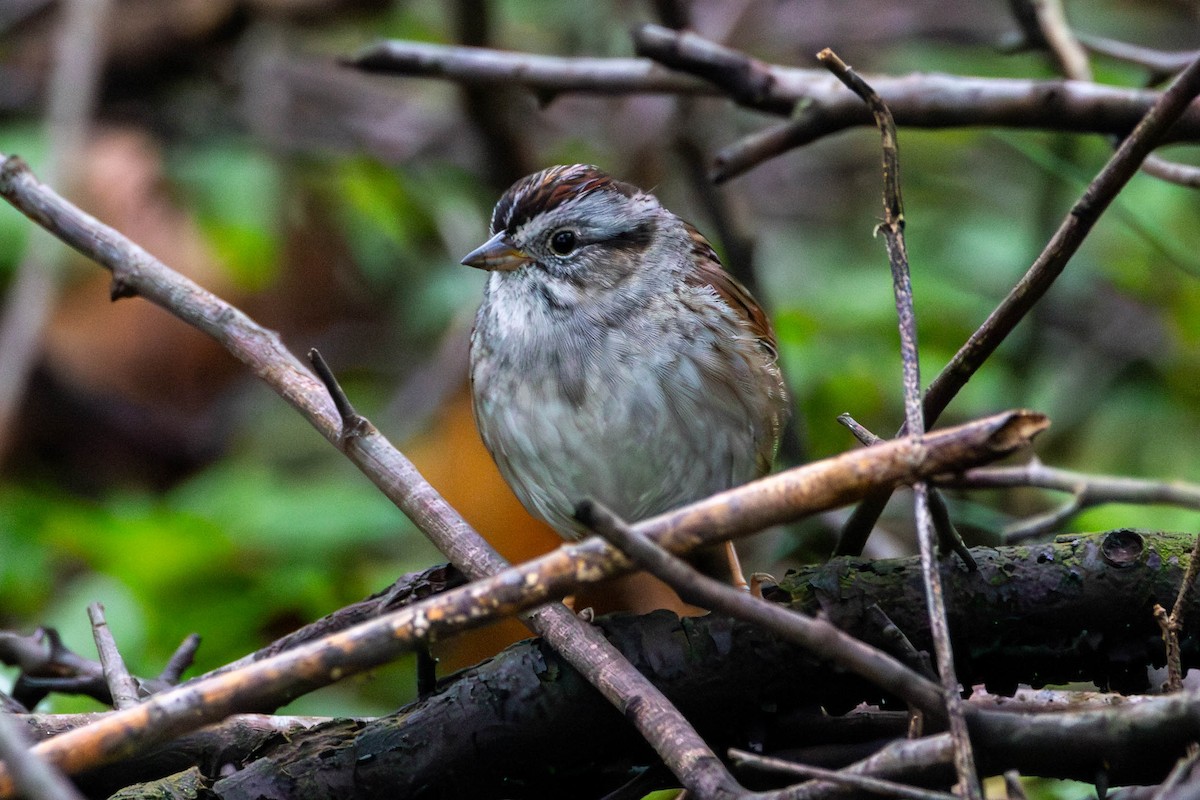 Swamp Sparrow - ML618130160