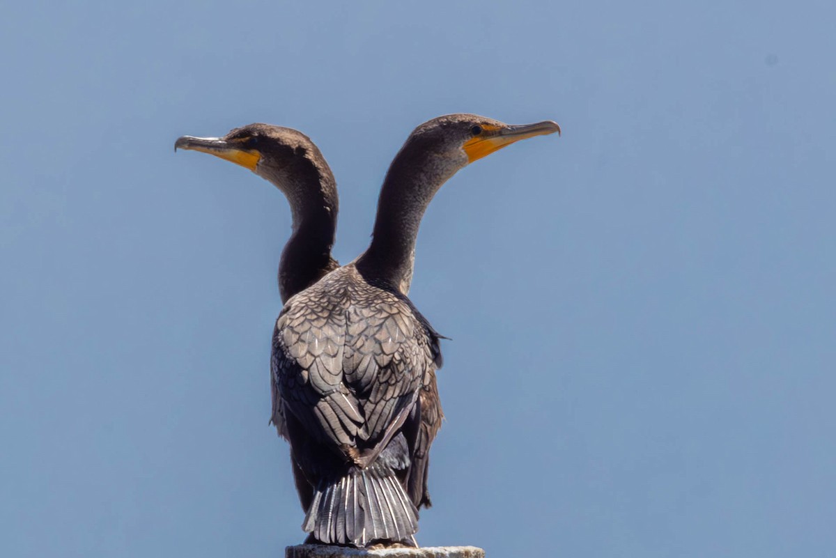 Double-crested Cormorant - Linda McNulty